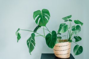 Vibrant green Monstera plant in a stylish woven basket on a black table against a blue wall.