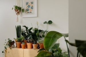 A modern indoor space with a variety of houseplants in terracotta pots against a minimalistic backdrop.
